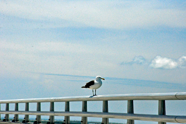 bird on the bridge railing